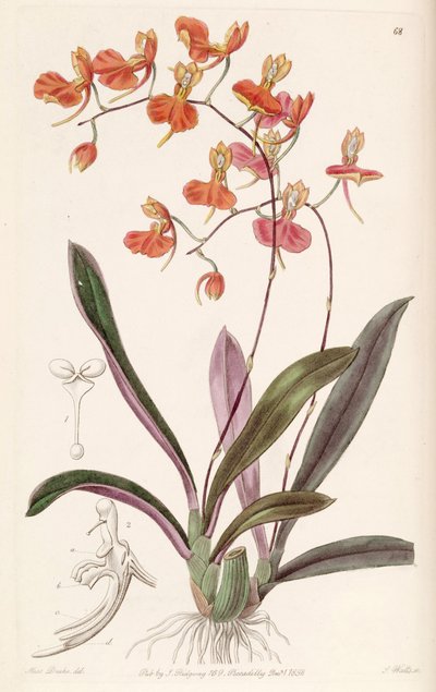 Comparettia coccinea de Miss Drake